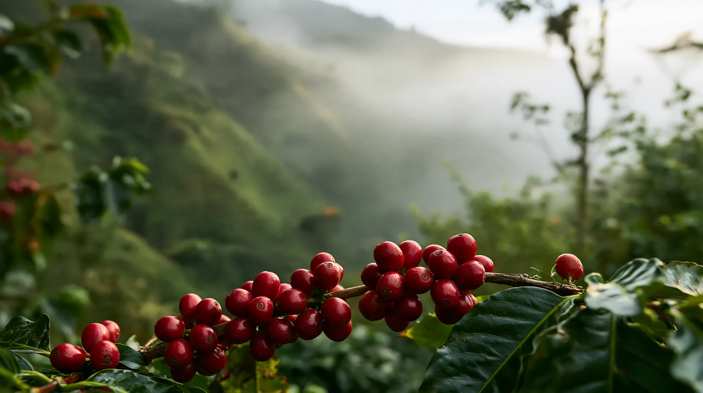 Rama de café con cerezas rojas y montañas con niebla